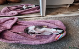 Mixed Breed cats for sale: Gorgeous male kitten, full of personality! - Image 6