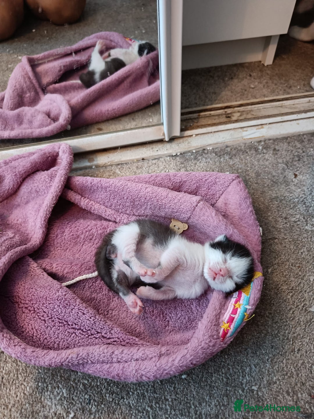 Mixed Breed cats for sale: Gorgeous male kitten, full of personality! - Image 6