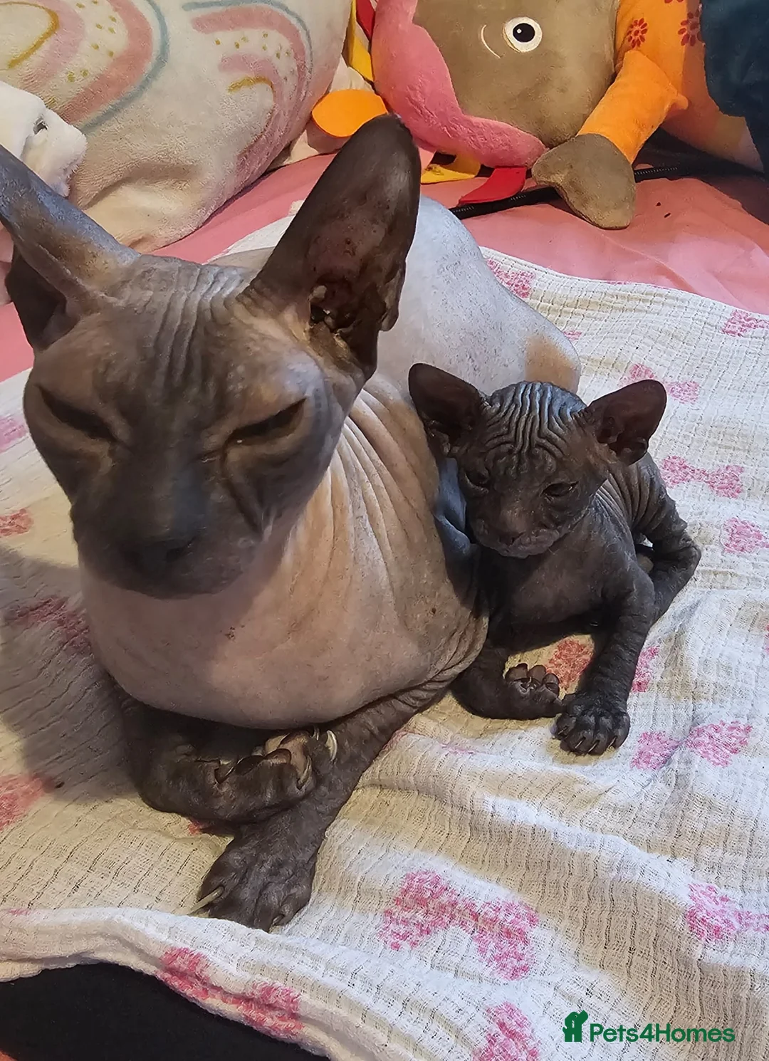 Sphynx cats for sale: Donskoy Sphynx - Advert 5