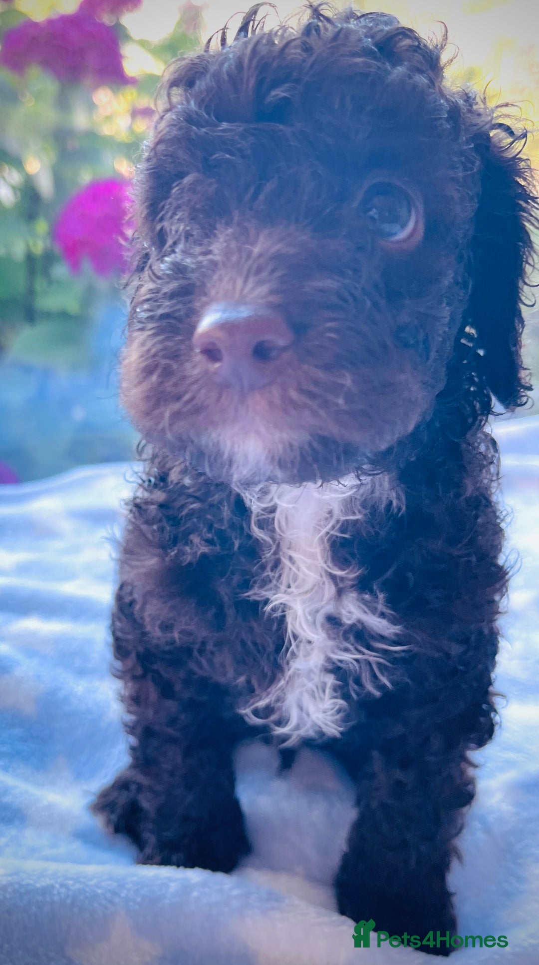 Cockapoo dogs for sale: Stunning fully DNA tested Cockapoo puppies - Image 18