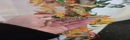 Bearded Dragon reptiles for sale: Bearded dragon  - Advert 2