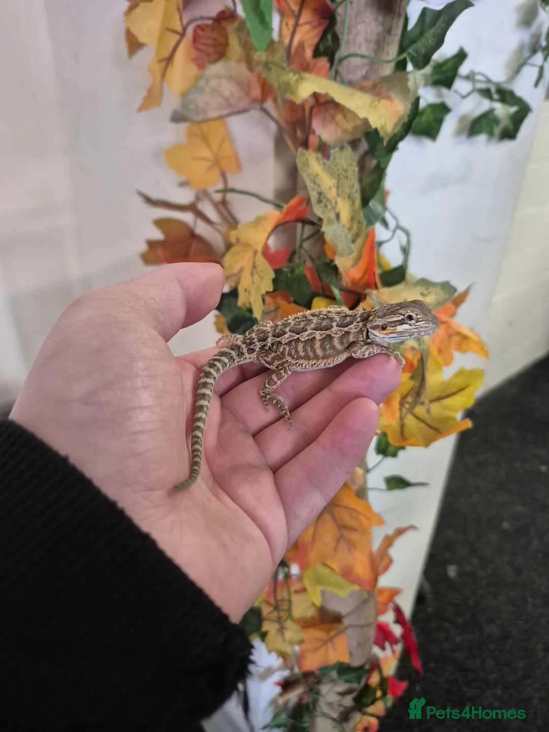 Bearded Dragon reptiles for sale: Bearded dragon  - Advert 2