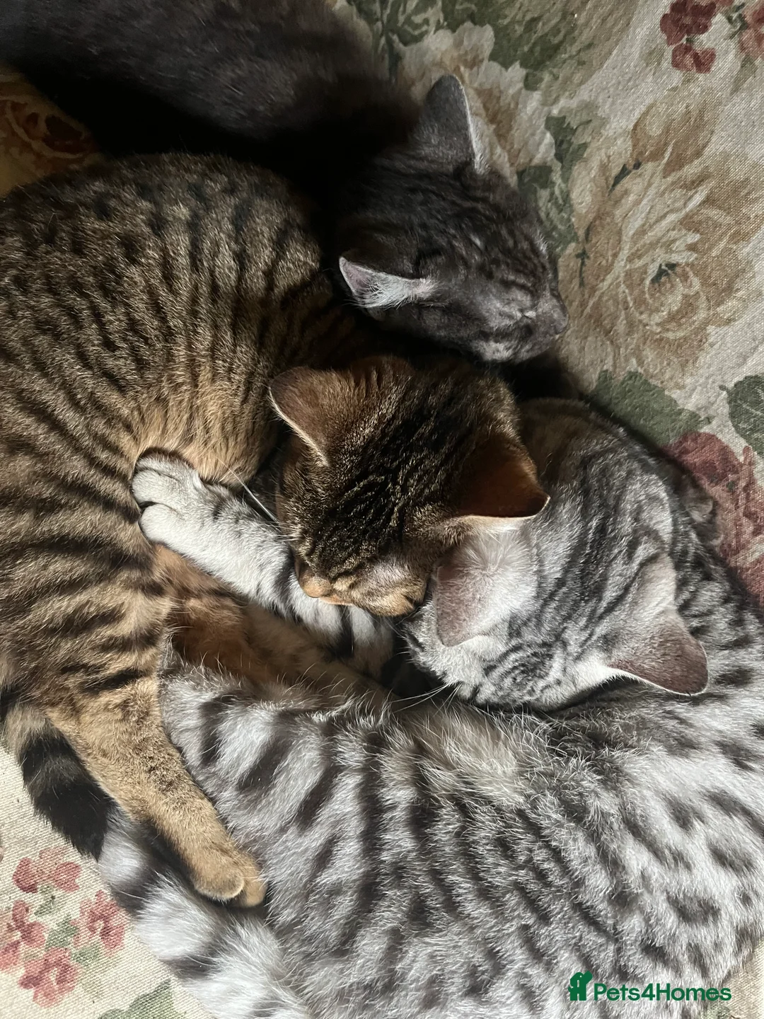 Bengal cats for sale: Bengal kittens  - Advert 5