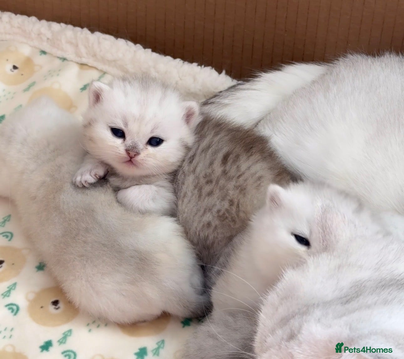 British Shorthair cats British Shorthair kittens - TICA registered - Advert 14