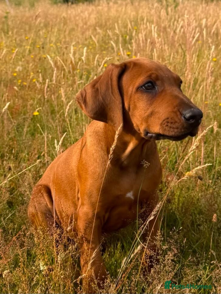 Rhodesian Ridgeback dogs !!KC CHAMPION AFRICAN RHODESIAN RIDGEBACK!! - Advert 3