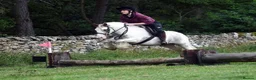 Irish Cob horses for sale: Rising 5 traditional 13hh gelding PC/allrounder - Advert 2