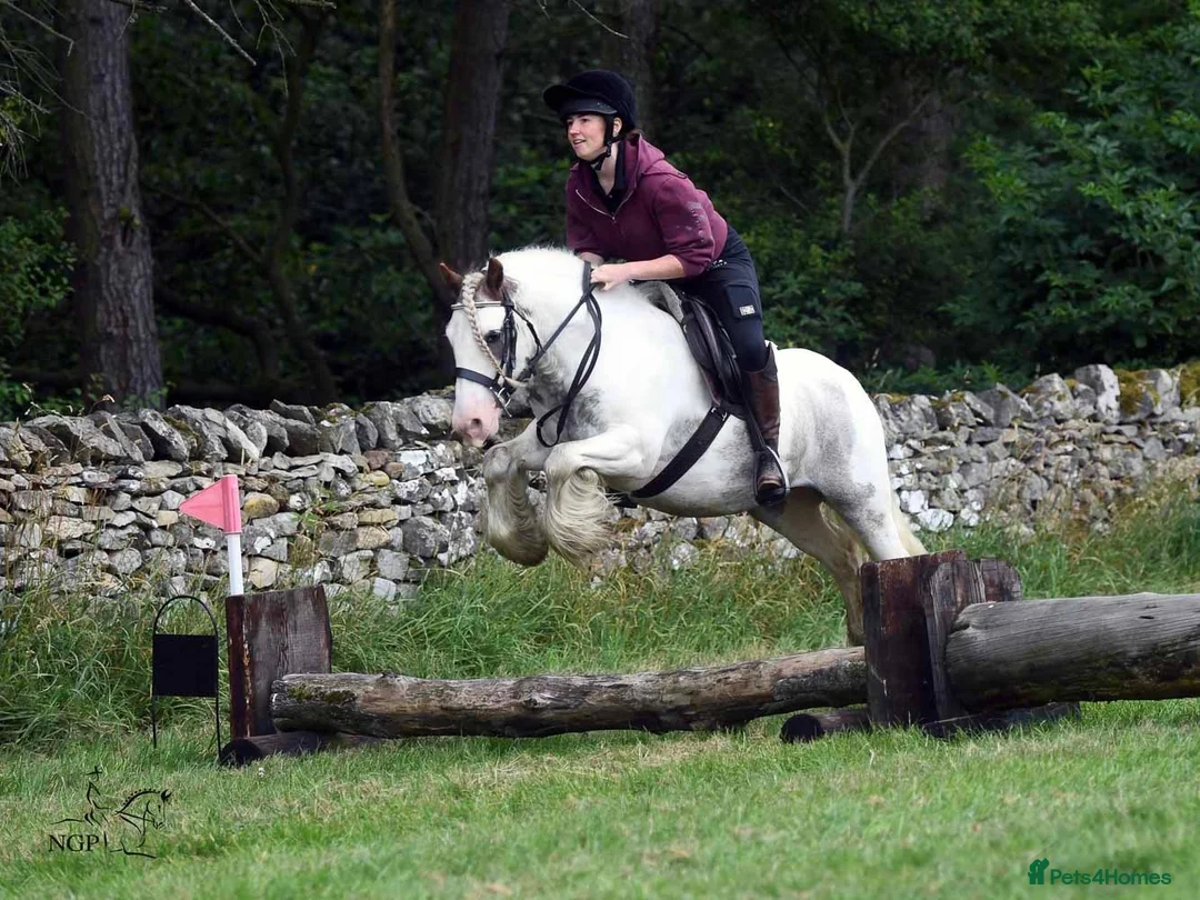 Irish Cob horses for sale: Rising 5 traditional 13hh gelding PC/allrounder - Advert 2
