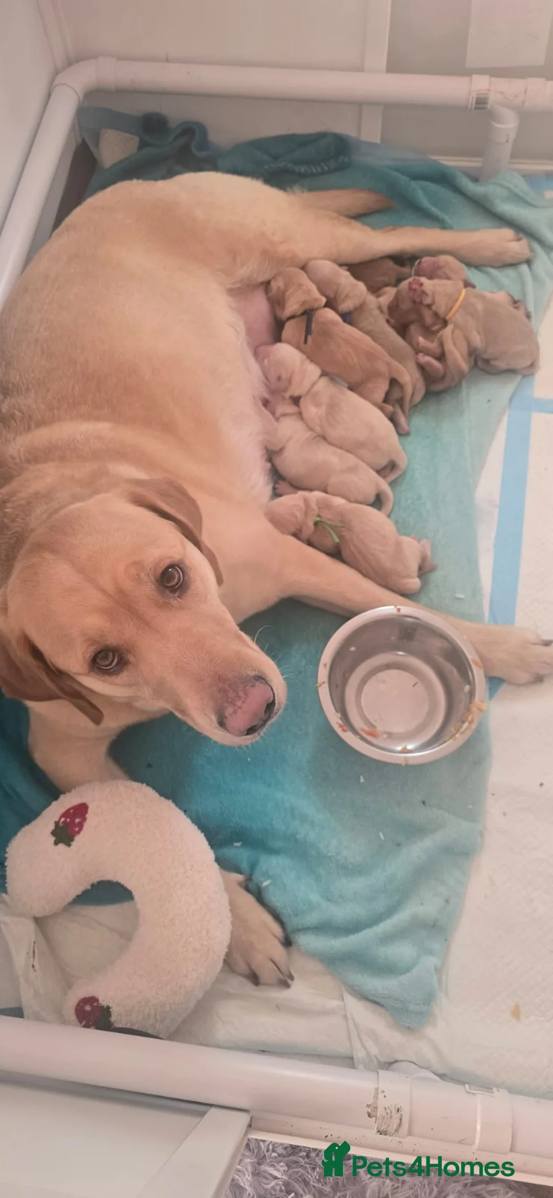 Golden Retriever dogs for sale: Golden Retriever / Goldardor Puppies - Advert 12