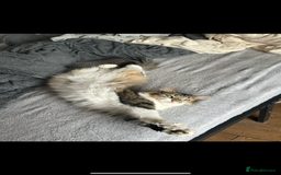 Mixed Breed cats for sale: Almost 3 year old girl cat  - Image 4