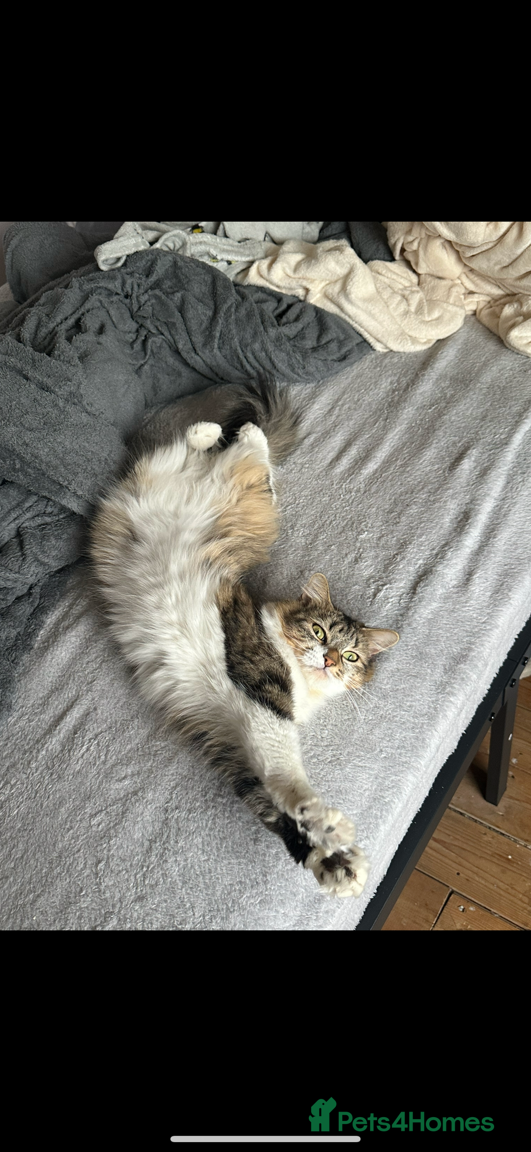 Mixed Breed cats for sale: Almost 3 year old girl cat  - Image 4