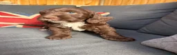 Lagotto Romagnolo dogs for sale: Lagotto Romagnolo x cocker  - Advert 7