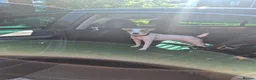 Jack Russell dogs for sale: Milo looking for a new home  in Walsall - Advert 6