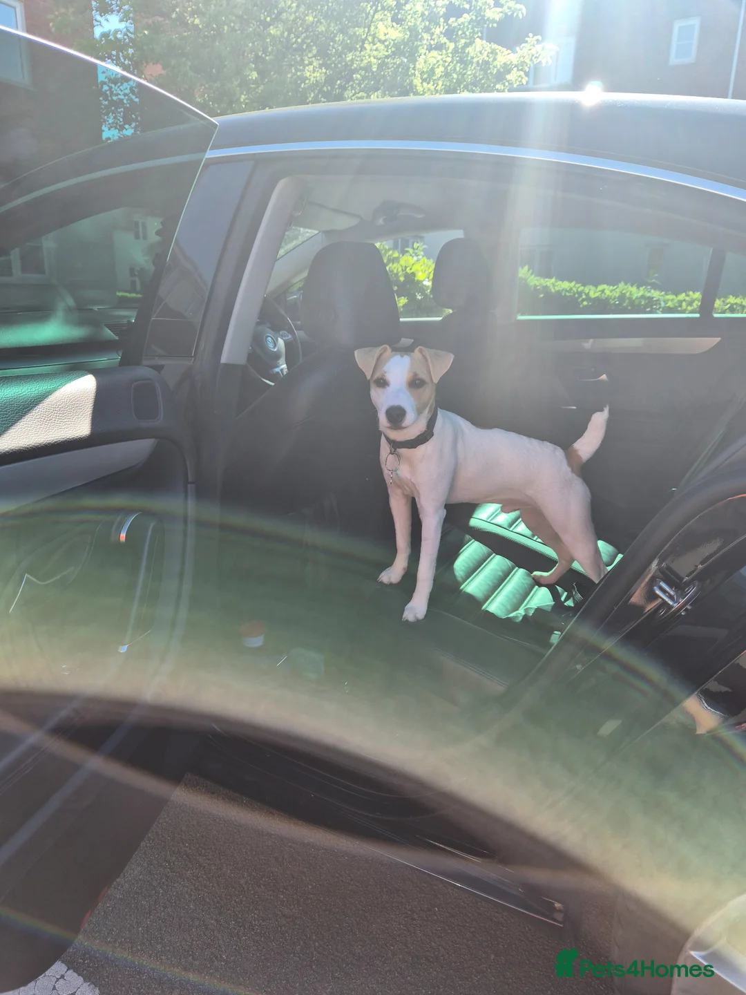 Jack Russell dogs for sale: Milo looking for a new home  in Walsall - Advert 6