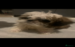 Shih Tzu dogs for sale: Shih Tzu puppies 1 BOY LEFT fully vaccinated  - Image 4