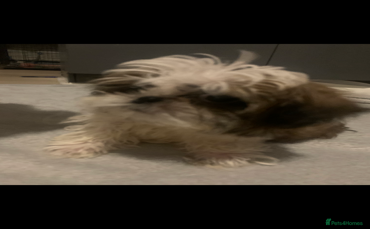 Shih Tzu dogs - Advert 2