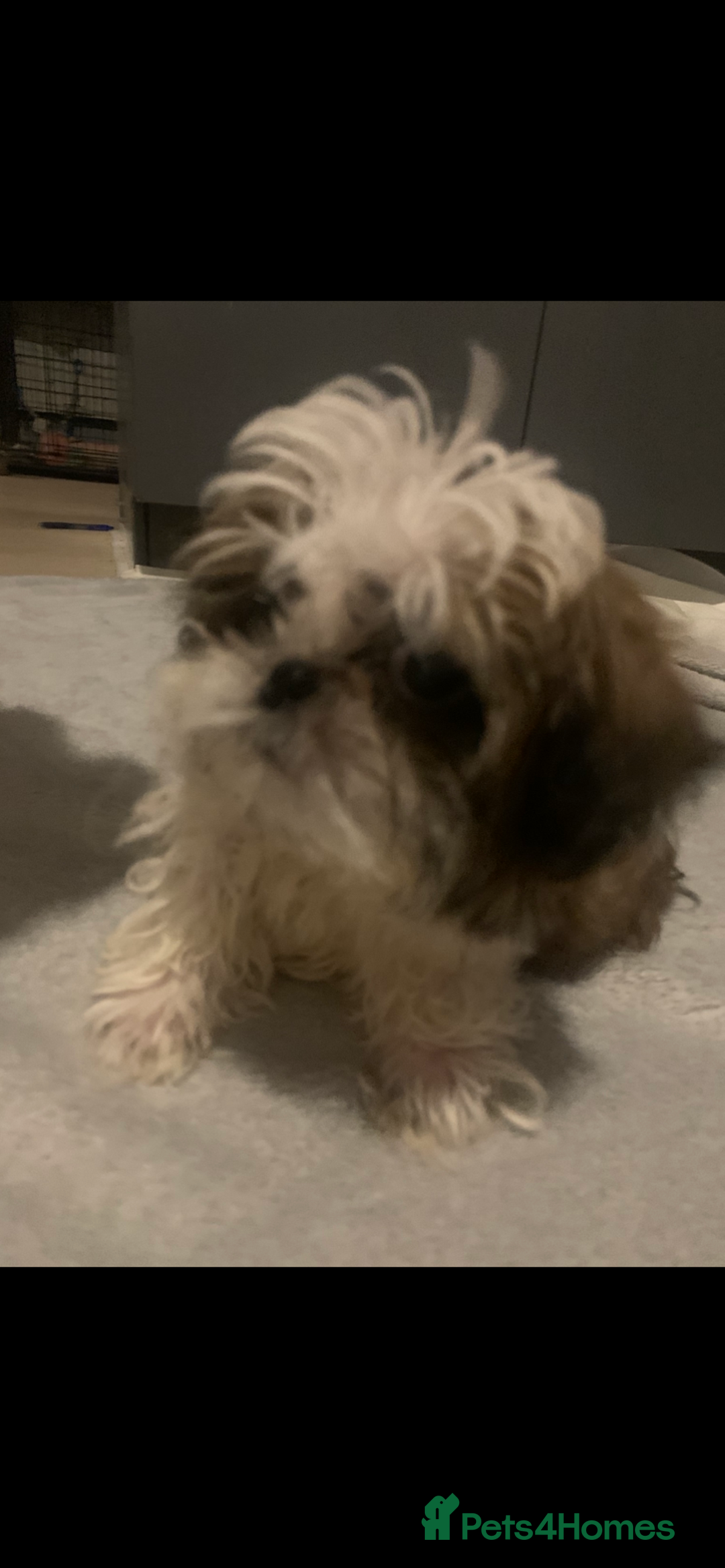 Shih Tzu dogs for sale: Shih Tzu puppies 1 BOY LEFT fully vaccinated  - Image 4