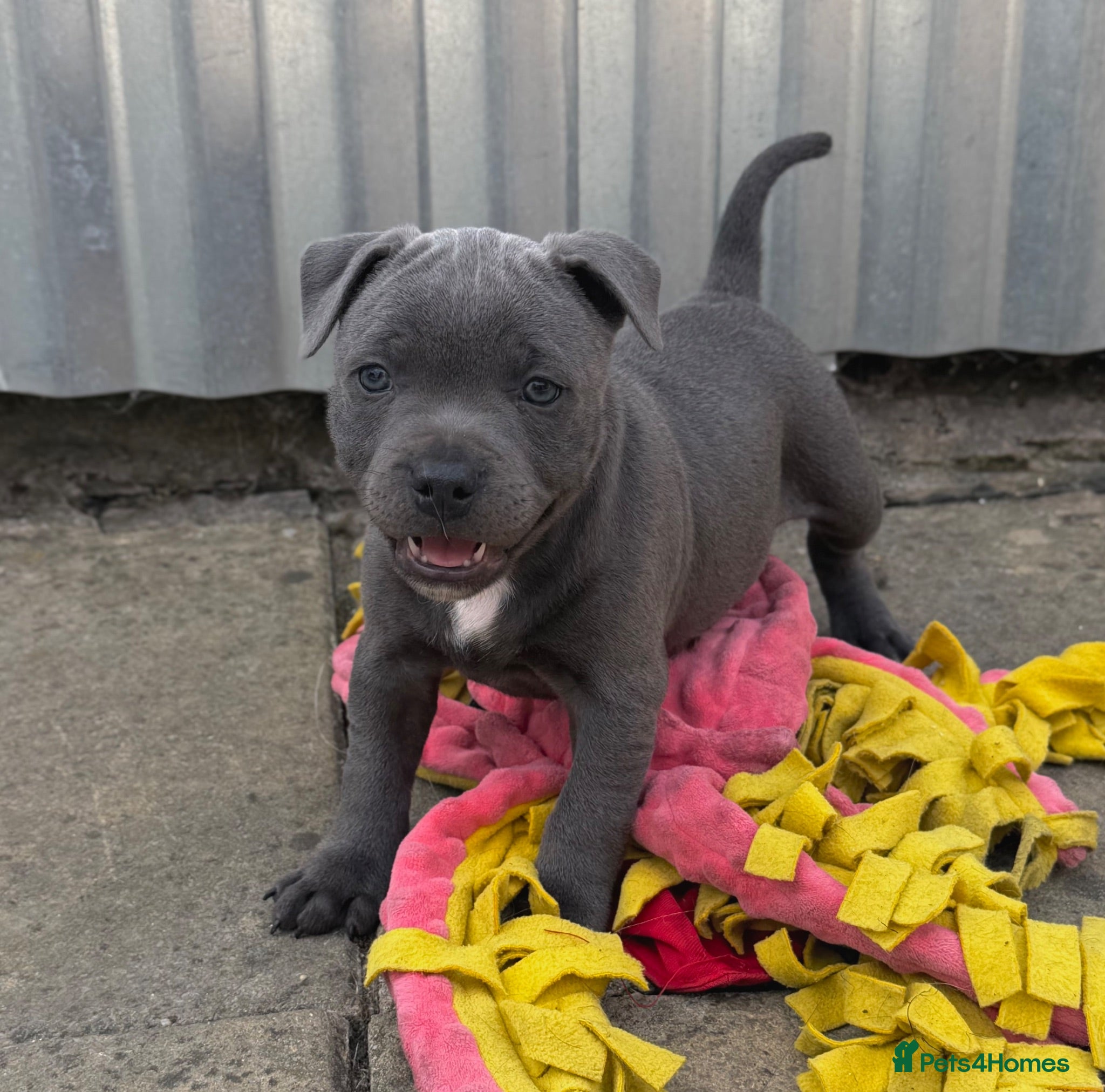 Staffordshire Bull Terrier dogs Health Tested KC Staffordshire Bull Terriers - Advert 2