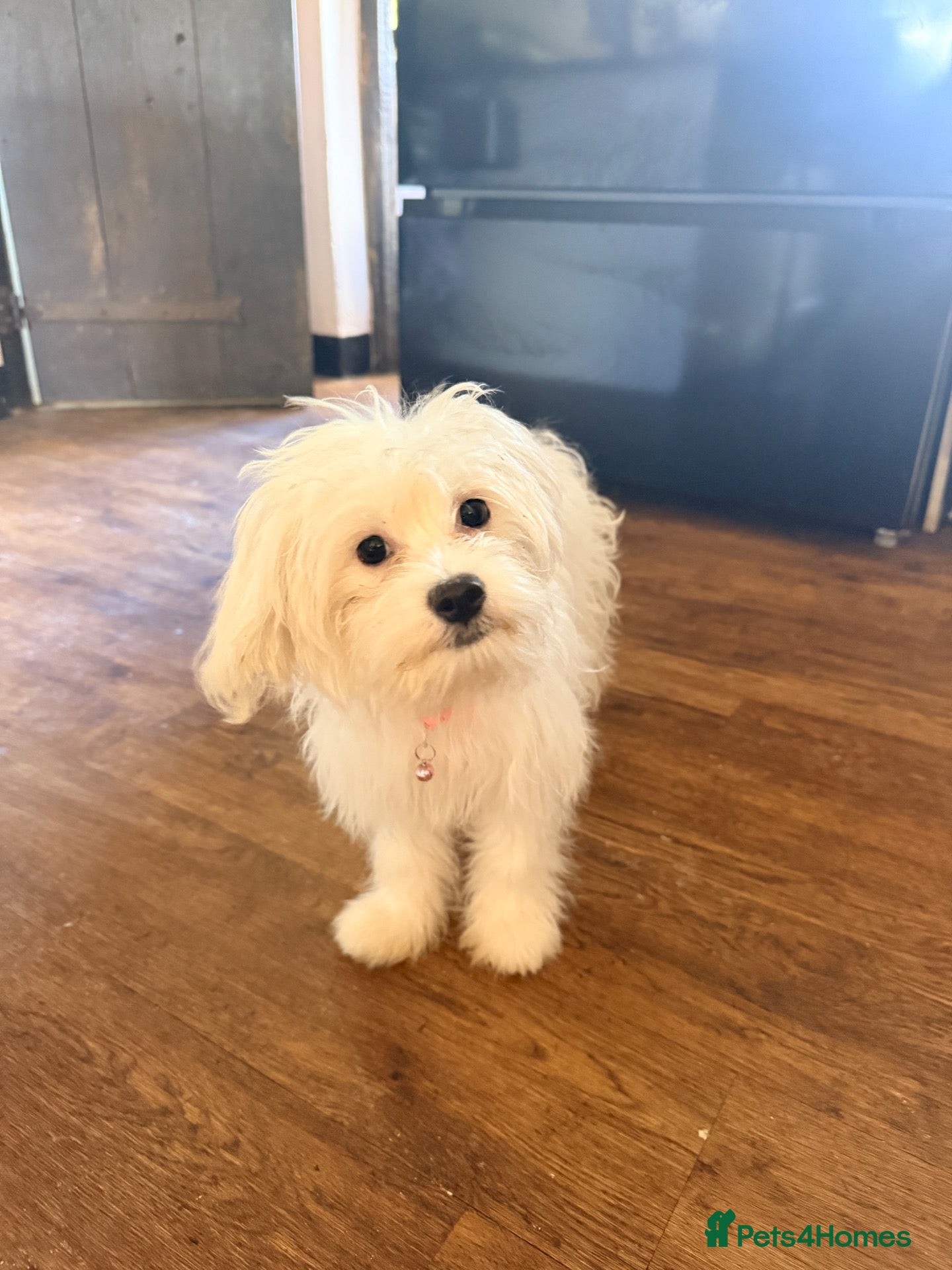 Malshi dogs Female Maltese (1/4 shitzhu) puppy  - Advert 2