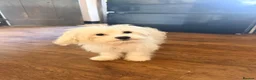 Malshi dogs for sale: Female Maltese (1/4 shitzhu) puppy  in Thatcham - Advert 1