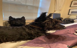 Scottish Terrier dogs for sale: Scottish terriers puppies - Advert 1
