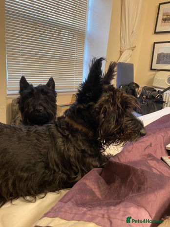 Scottish Terrier dogs Scottish terriers puppies - Advert 1