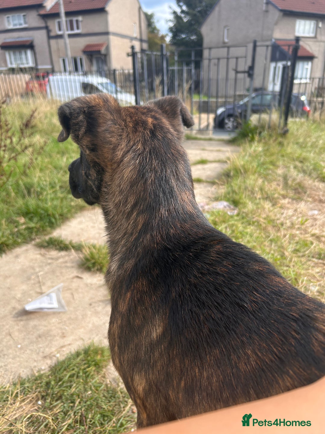 Mixed Breed dogs for sale: One puppy left, Cane Corso X Japanese Akita - Image 9