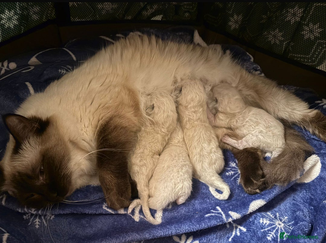 Ragdoll cats for stud: Male (Ragdoll Stud)🐱 in Wednesbury - Advert 6