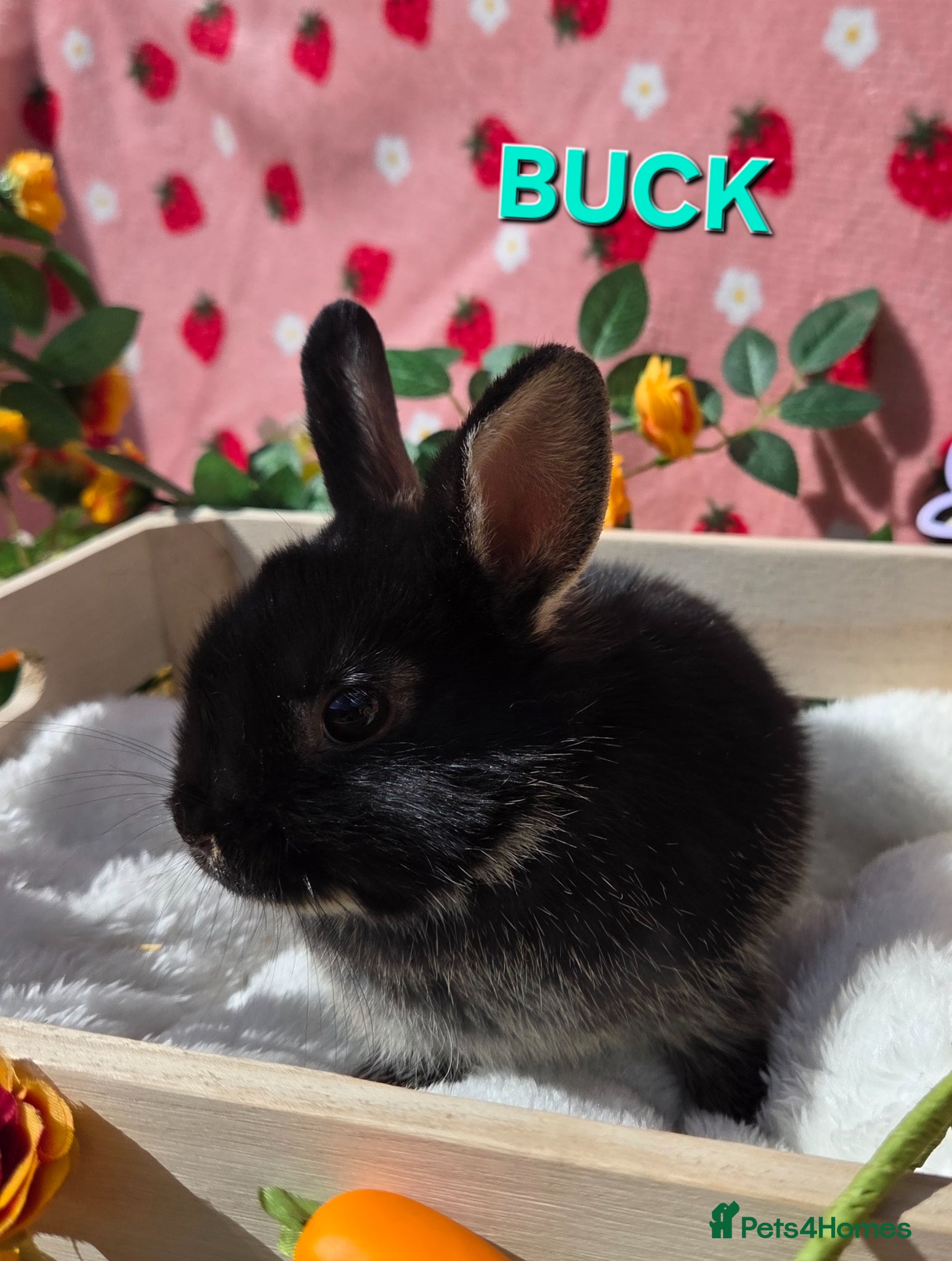 Netherland Dwarf rabbits Last  Netherland Dwarf black otter 8weeks - Advert 1