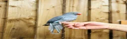 Ringnecks birds for sale: Baby Ringneck - Advert 3
