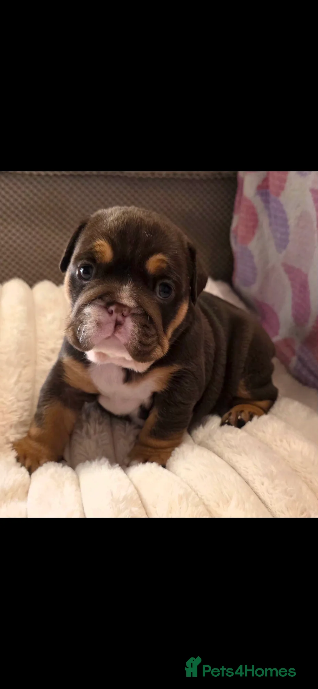 English Bulldog dogs for sale: Litter of 7 English Bulldogs - Advert 6