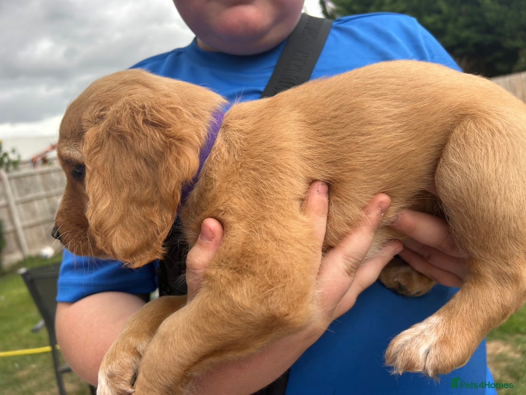 Mixed Breed dogs for sale: Jackapoo spaniel cross - hound puppies  - Image 12