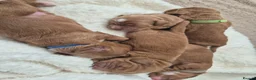Cockapoo dogs for sale: Beautiful F1 cockapoos - 4 reserved! - Advert 7