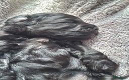 Cavapoo dogs for sale: Toy Cavapoo puppies - Image 14