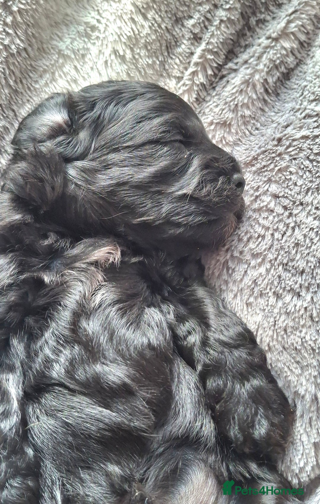 Cavapoo dogs for sale: Toy Cavapoo puppies - Image 14