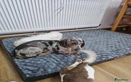 Dachshund dogs for sale: 2 Loving Miniature Dachshunds–Must Stay Together - Image 24