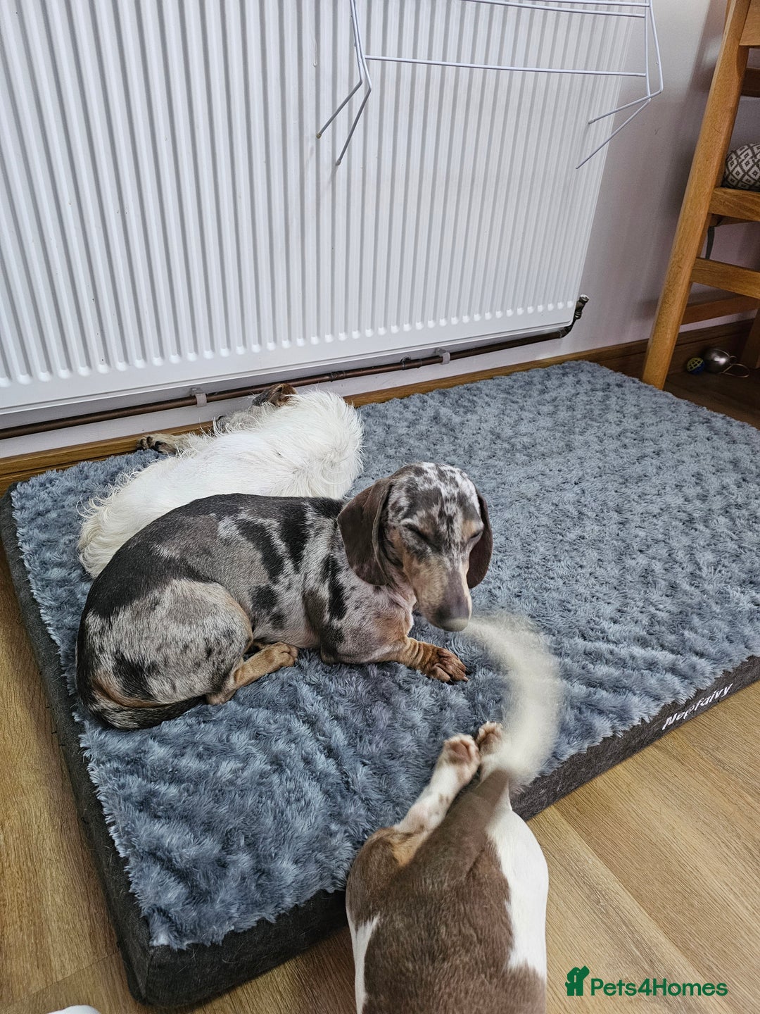 Dachshund dogs for sale: 2 Loving Miniature Dachshunds–Must Stay Together - Image 24