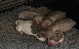 Jack Russell dogs for sale: Rare lilac and tan miniature jack russels  - Image 19