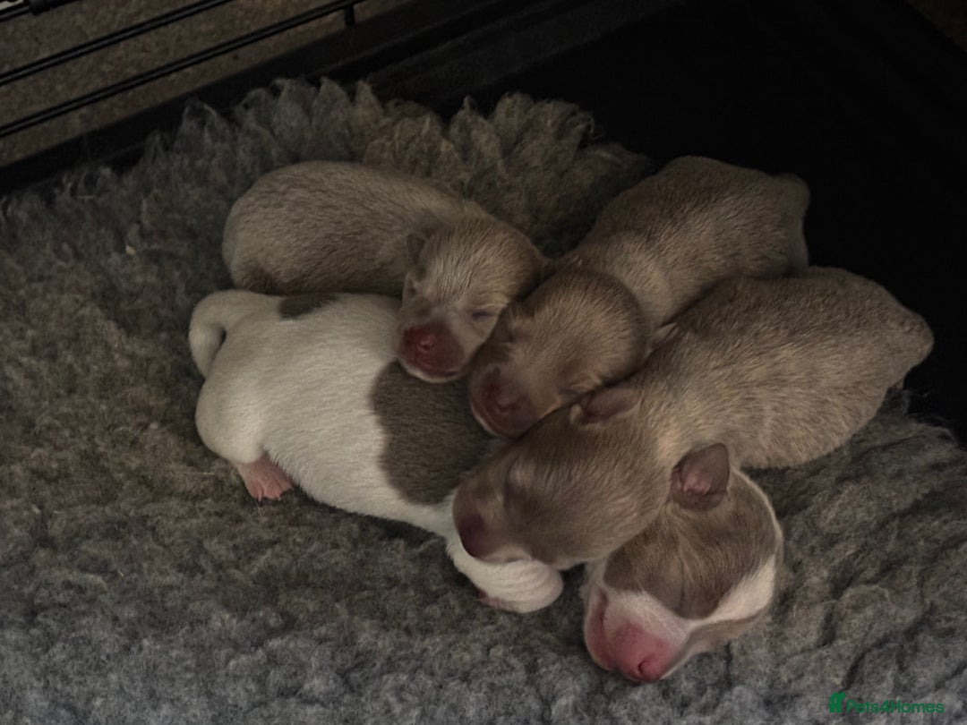 Jack Russell dogs for sale: Rare lilac and tan miniature jack russels  - Image 19