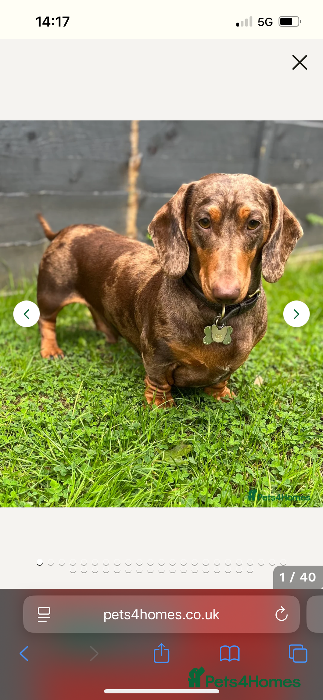 Dachshund dogs for sale: 🐾 Beautiful Dachshund Puppies Available 🐾 - Advert 3