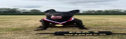 Belgian Shepherd Dog dogs for sale: Belgian shepherds  - Advert 3