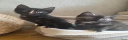 Mixed Breed cats for sale: Adorable Kittens. GINGER FEMALES - Advert 17