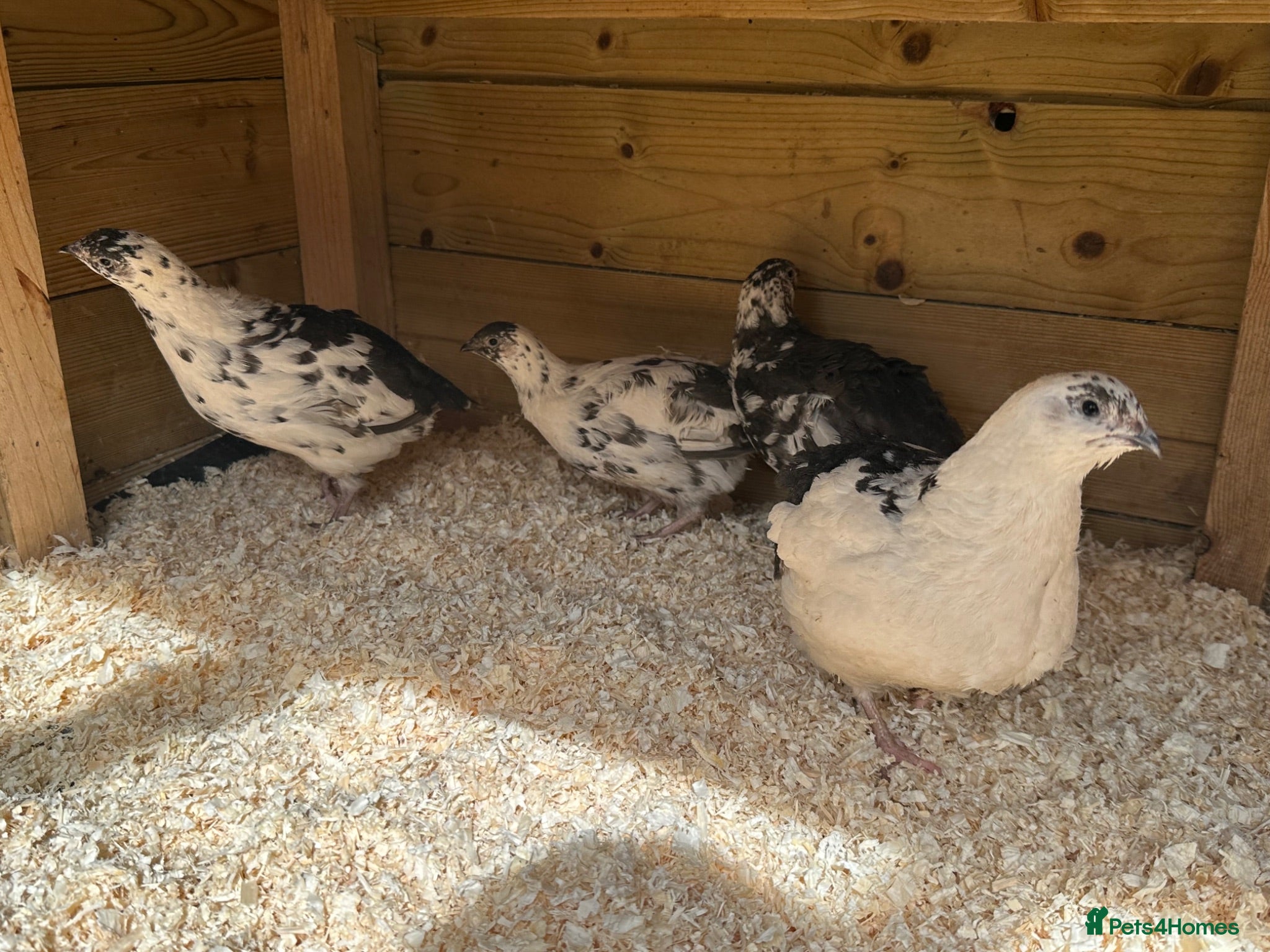 Quail poultry Coturnix Quail POL and Rare Recessive Pied group - Advert 3