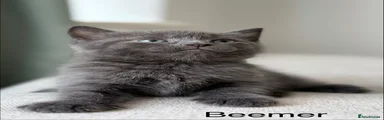 British Shorthair 5 Beemer