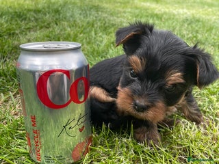 Yorkshire Terrier dogs ✨KC female Yorkies ozmillion champion✨ - Advert 2