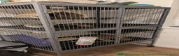 Chinchilla rodents for sale: Two female chinchillas with cage and accessories in Birmingham - Advert 3