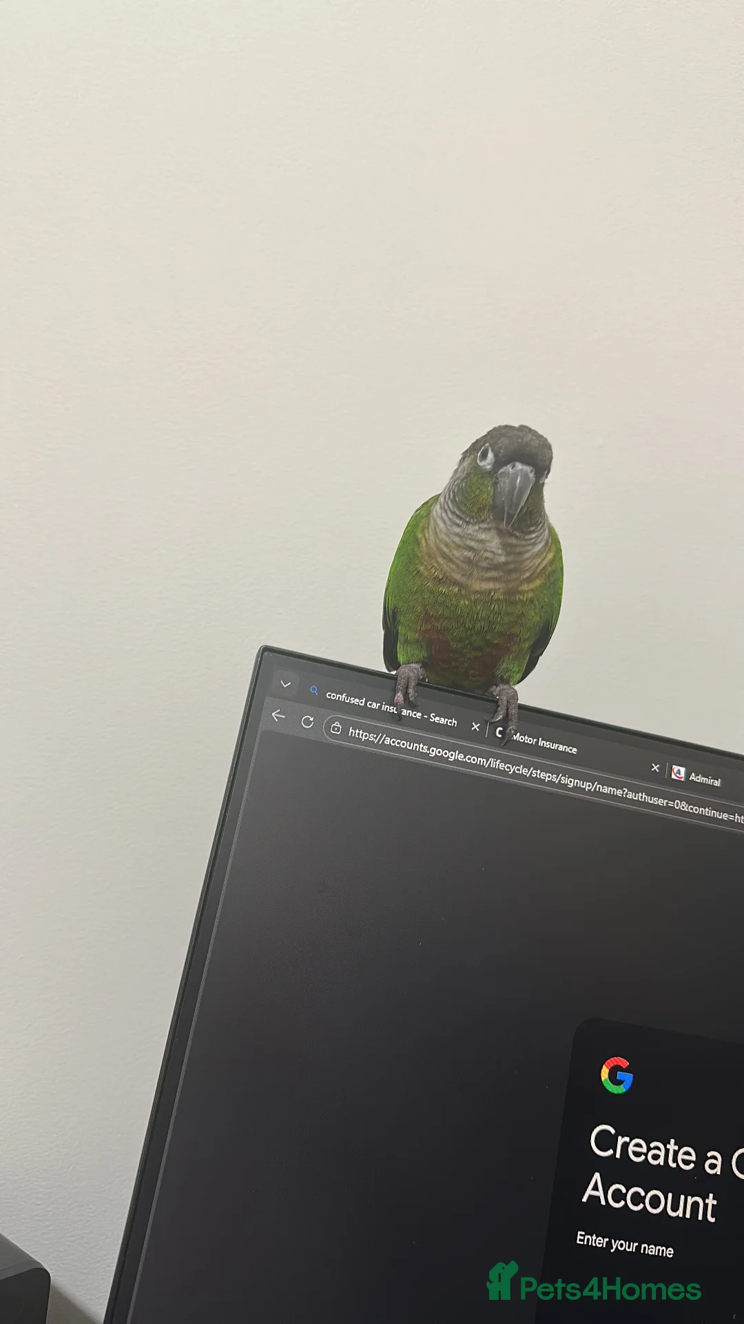 Conures birds for sale: Hand-reared Green Cheek Conure 🦜 - Advert 7