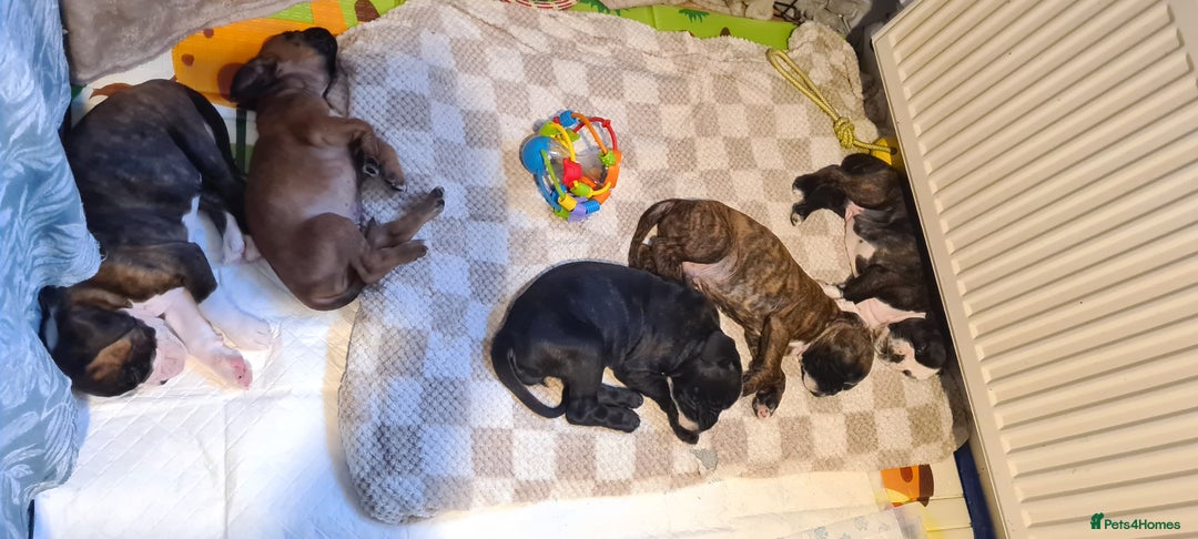 Boxer dogs for sale:  Puppies KC – Exceptional Champion Bloodlines 🐾 - Image 11