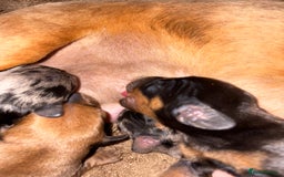 Miniature Dachshund dogs for sale: Miniature Dachshound puppies  - Image 4