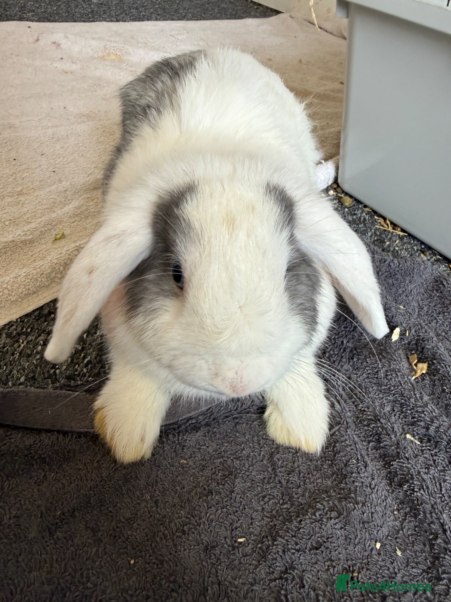 Mini Lop rabbits Mini lop rabbits  - Advert 16