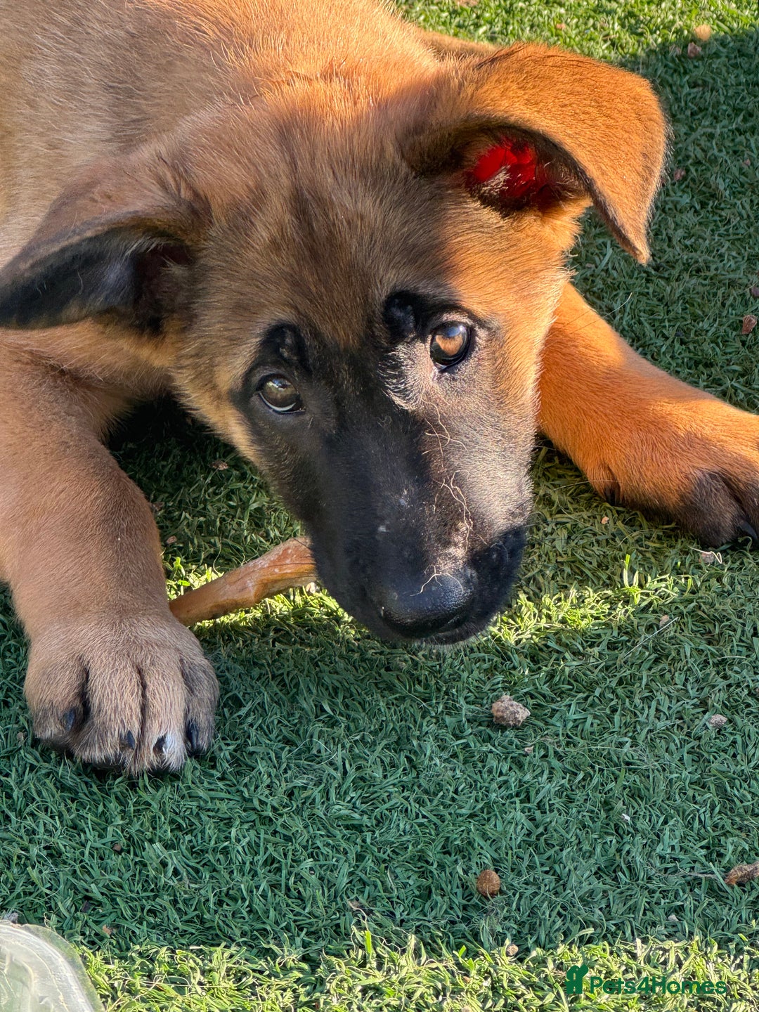 Mixed Breed dogs for sale: Belgian Malinois x German shepherd - Advert 4